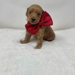 Maltipoo Puppies from Piper N Penny