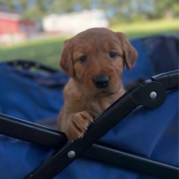 Fanta - Dark golden female Golden Retriever puppy in Maysville, North Carolina from Gold Rush Retrievers