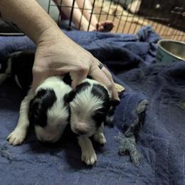 Australian Shepherd and Great Dane Puppies from AEW Farm