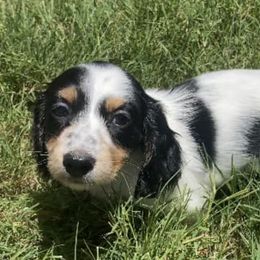 Dachshunds from Dana’s Dachshunds