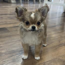 Chihuahua puppies from XO Chihuahuas