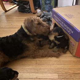 Welsh Terrier Puppies from Snow Dragon Welsh Terriers