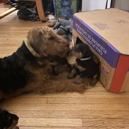 Welsh Terrier Puppies from Snow Dragon Welsh Terriers