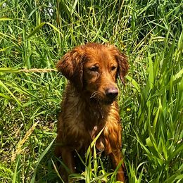 Rosey - Golden Retriever