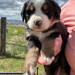 Reserve female puppy - Black tan and white female Bernese Mountain Dog puppy in Oakley, Idaho from Purple Sage Puppies Bernese Mountain Dogs