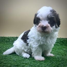 Portia - Chocolate female Havanese puppy in Hendersonville, North Carolina from Kim's Cove Dog Co.
