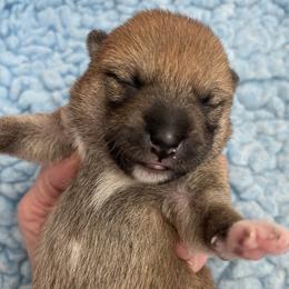 Joseph - Red male Shiba Inu puppy in Milton, Florida from Moonlight Shibas