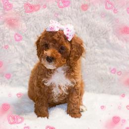 Eve - Red  female Goldendoodle puppy in Kissimmee, Florida from Poodle Doodle Kennels