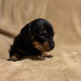 Girl 2 - Black and tan female Dachshund puppy in Yuma, Arizona from M's puppy love