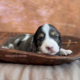 Levii - Dapple male Dachshund puppy in Chandler, Arizona from Vonaducci Doxies, LLC.