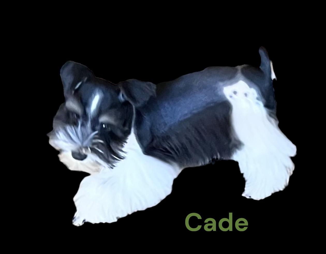 Cade
