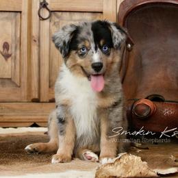 Sunshine - Blue merle female Australian Shepherd puppy in Grapeland, Texas from Smokin K Aussies