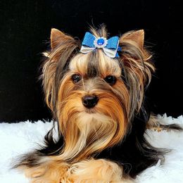 SHADOW The Handsome King - Yorkshire Terrier