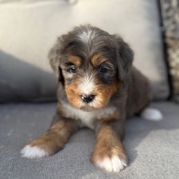 Amber - Blue merle female Bernedoodle puppy in Grand Blanc, Michigan from Halsey Poodles and Doodles
