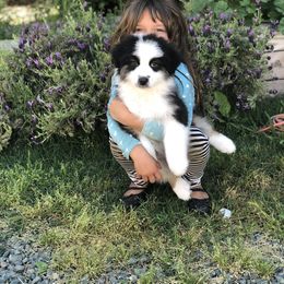 Australian Shepherd Puppies from Trilogy Australian Shepherds