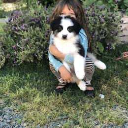 Australian Shepherd Puppies from Trilogy Australian Shepherds