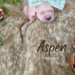 Aspen - Light golden female Golden Retriever puppy in Murfreesboro, Tennessee from Mountain Tails