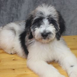 Boy 5 - Blue merle Aussiedoodle puppy in Stokesdale, North Carolina from His and Hers Poodles and Doodles