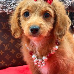 Candy - Brown female Cavapoo puppy in Cooper City, Florida from Jenny La Bone