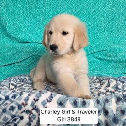 Charlie Girl 1 - Golden female Golden Retriever puppy in Niles, Michigan from Family Raised Goldens