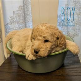 Snowball - Cream male Goldendoodle puppy in Cambridge, Minnesota from Country Meadow Doodles