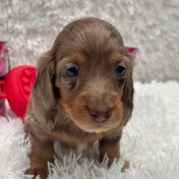 Boy 1 black collar - Dapple male Dachshund puppy in Chicago, Illinois from RGZ Doxies