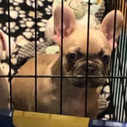 Bulldogs and French Bulldogs from Rocky Top Bulldogs