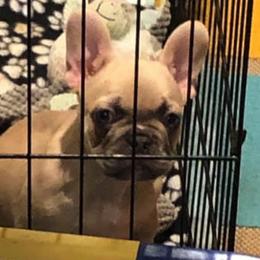 Bulldogs and French Bulldogs from Rocky Top Bulldogs
