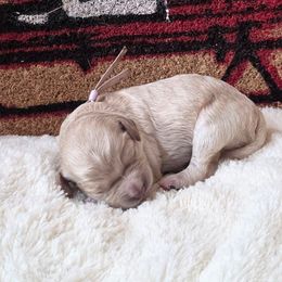 Sally - Apricot female Cavapoo puppy in Casa Grande, Arizona from Curls and Camo Pups