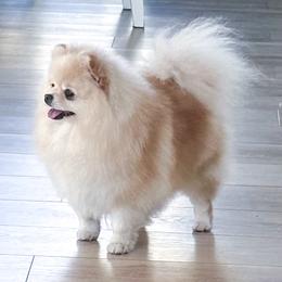 Pomeranians from Velvet-Paws Pomeranians
