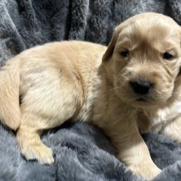 Clarice - Light golden female Golden Retriever puppy in Seville, Ohio from Retriever Ranch
