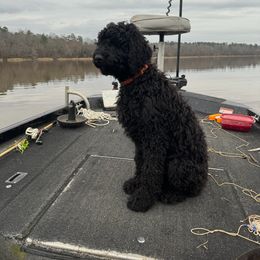 Australian Labradoodle and Labradoodle All Grown Up from Multigenerational Labradoodles of Central TX