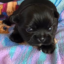 Girl 1 - Black female Shih Tzu puppy in White Pigeon, Michigan from Kathys Yorkie and Shih-tzu Cuties