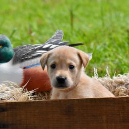 Pink collar - Yellow female Labrador Retriever puppy in Gober, Texas from Trigger Time Kennels