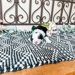 Aussiedoodle, Goldendoodle, Poodle, Saint Berdoodle, Saint Bernard, and Sheepadoodle Puppies from Rocky Ridge Ranch