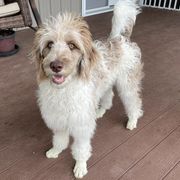 Sweetie - Bordoodle