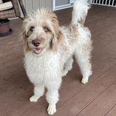 Sweetie - Bordoodle
