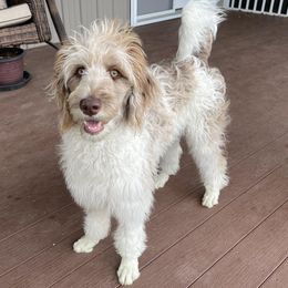 Sweetie - Bordoodle