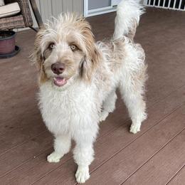 Sweetie - Bordoodle