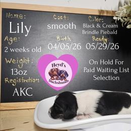Lily - Piebald female Dachshund puppy in Hoquiam, Washington from Heyd's Mini Dachshunds