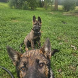 German Shepherd Puppies from Von Thomson Haus