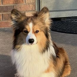Finn - Pembroke Welsh Corgi