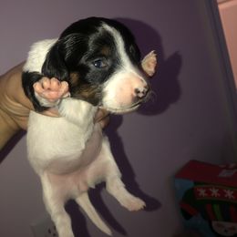 Tigress - Piebald Dachshund puppy in Saint Paul, Minnesota from Vibrant Eyes Doxies