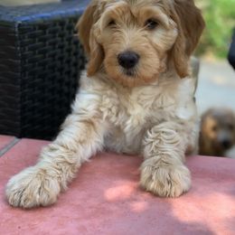 Goldendoodle Puppies from OCGoldendoodles