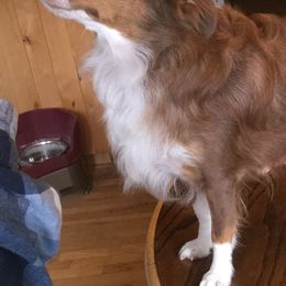 Miniature Australian Shepherds and Toy Australian Shepherds from Looney Farm’s Toy & Mini Aussies