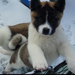 Akita Puppies from TLC Akitas