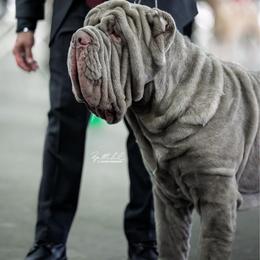 Dezi - Neapolitan Mastiff