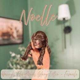 Noelle - Chocolate female Cavapoo puppy in Colcord, Oklahoma from Copper Lane Aussies, Doodles & Cavapoos