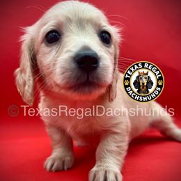 Caramel - Cream female Dachshund puppy in Houston, Texas from Texas Regal Dachshunds LLC