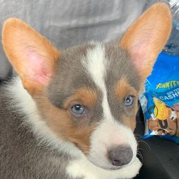 Kobalt - Pembroke Welsh Corgi